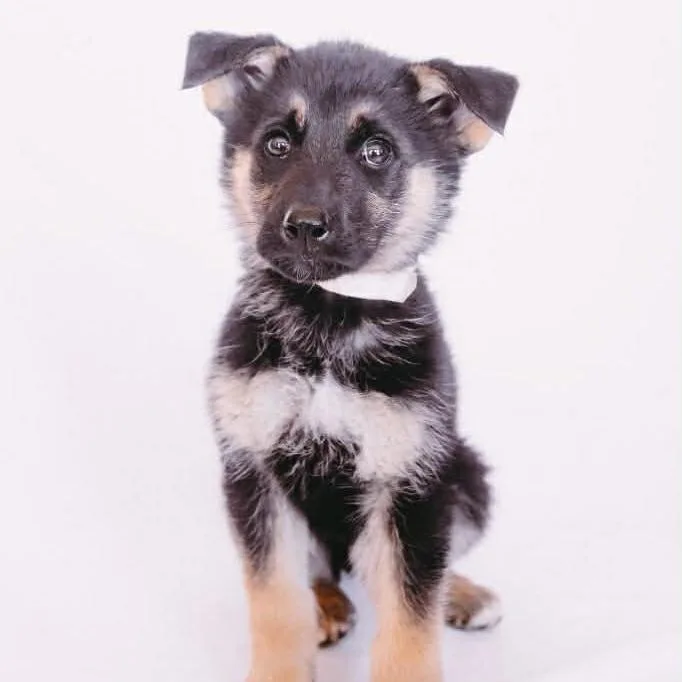 Kong D Arriving thumbnail 2