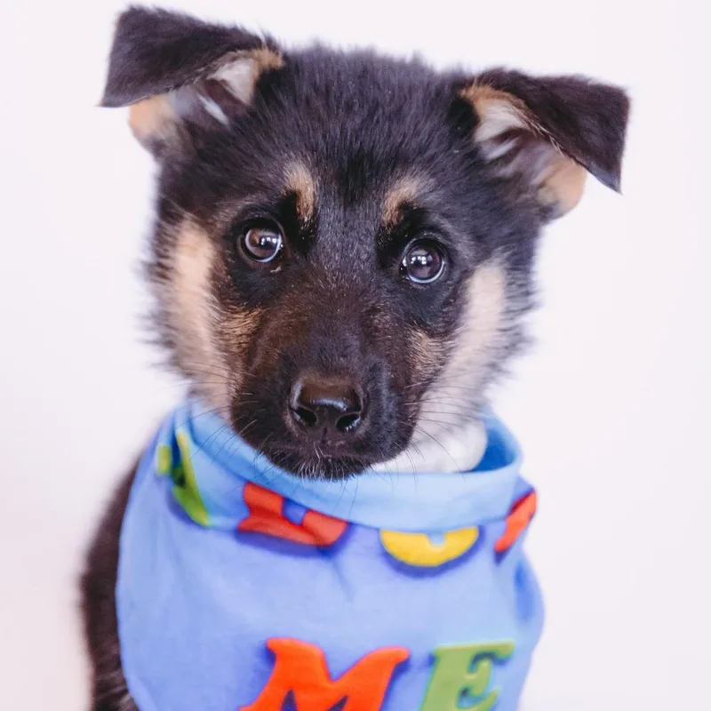 Kong D Arriving thumbnail 4