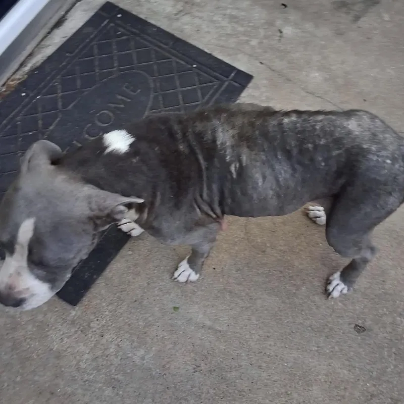 A senior medium-sized female Black Pit Bull Terrier dog named Shyanne for adoption in Spring Hill, KS