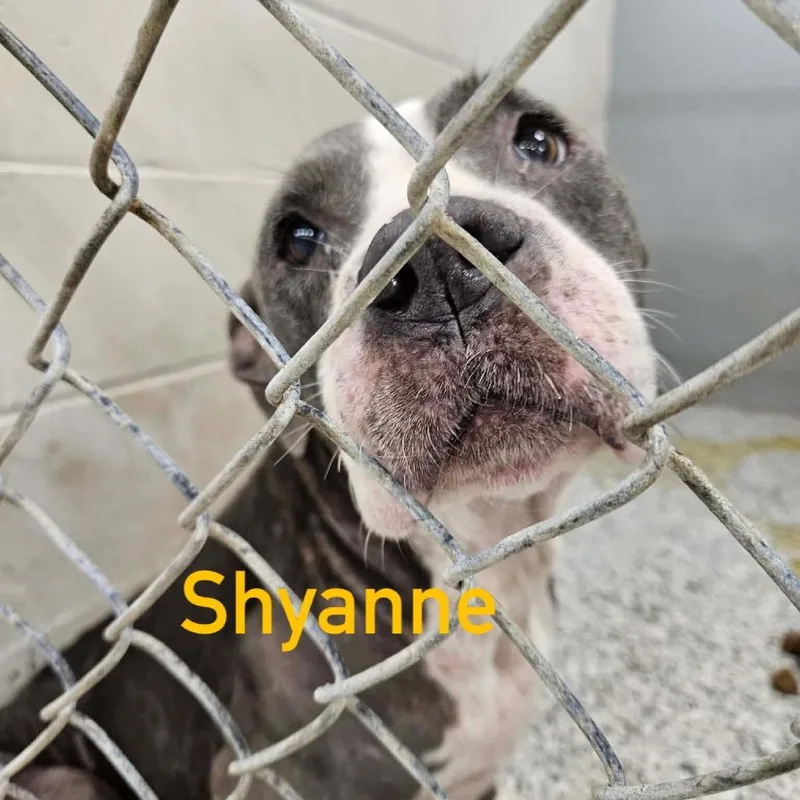 Shyanne thumbnail 5