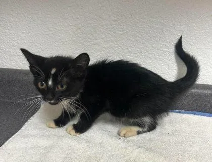 A young medium-sized female Black & White / Tuxedo Domestic Short Hair cat named Brenda for adoption in Sullivan, IN