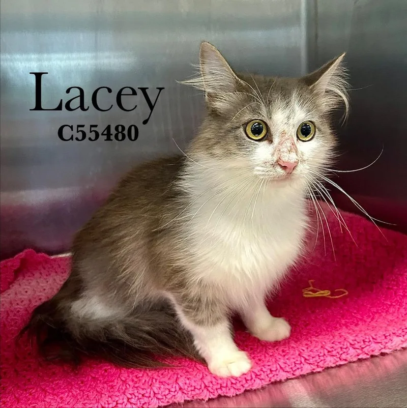 Lacey