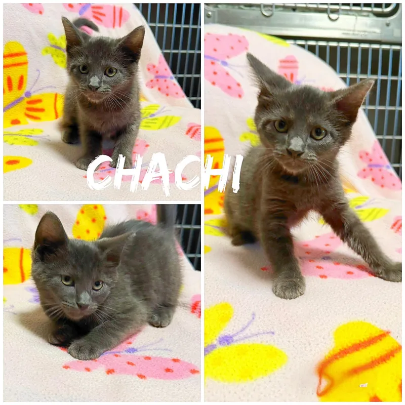 A baby medium-sized male Gray / Blue / Silver Domestic Short Hair cat named Chachi for adoption in Saint James, MO