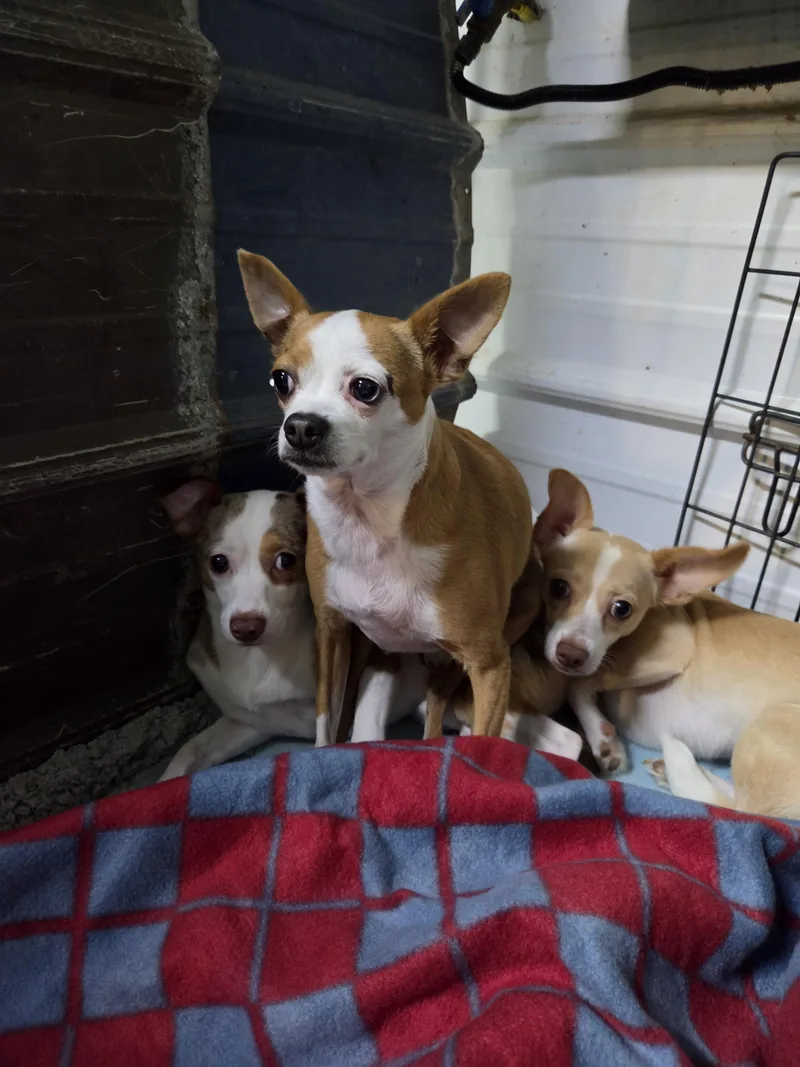 An adult small-sized male Chihuahua dog named Tiny for adoption in Tracy City , TN