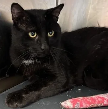 Denali – A Gentle thumbnail 3