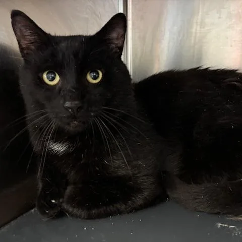 Denali – A Gentle thumbnail 4