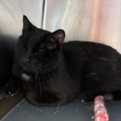 Denali – A Gentle thumbnail 7