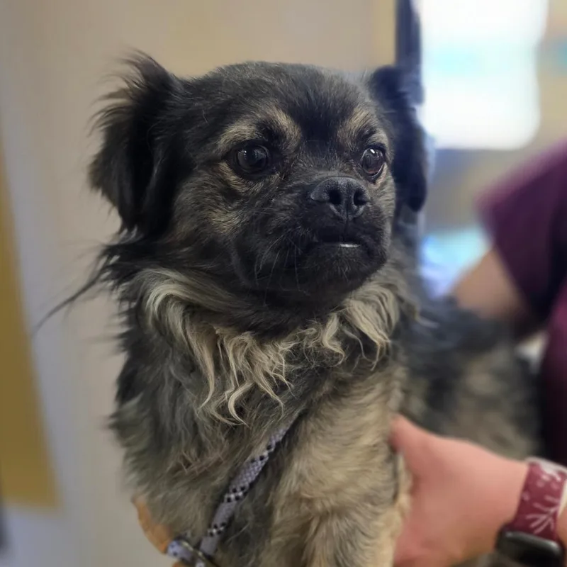 An adult small-sized male Gray / Blue / Silver Pug dog named Leonard for adoption in Wickenburg, AZ