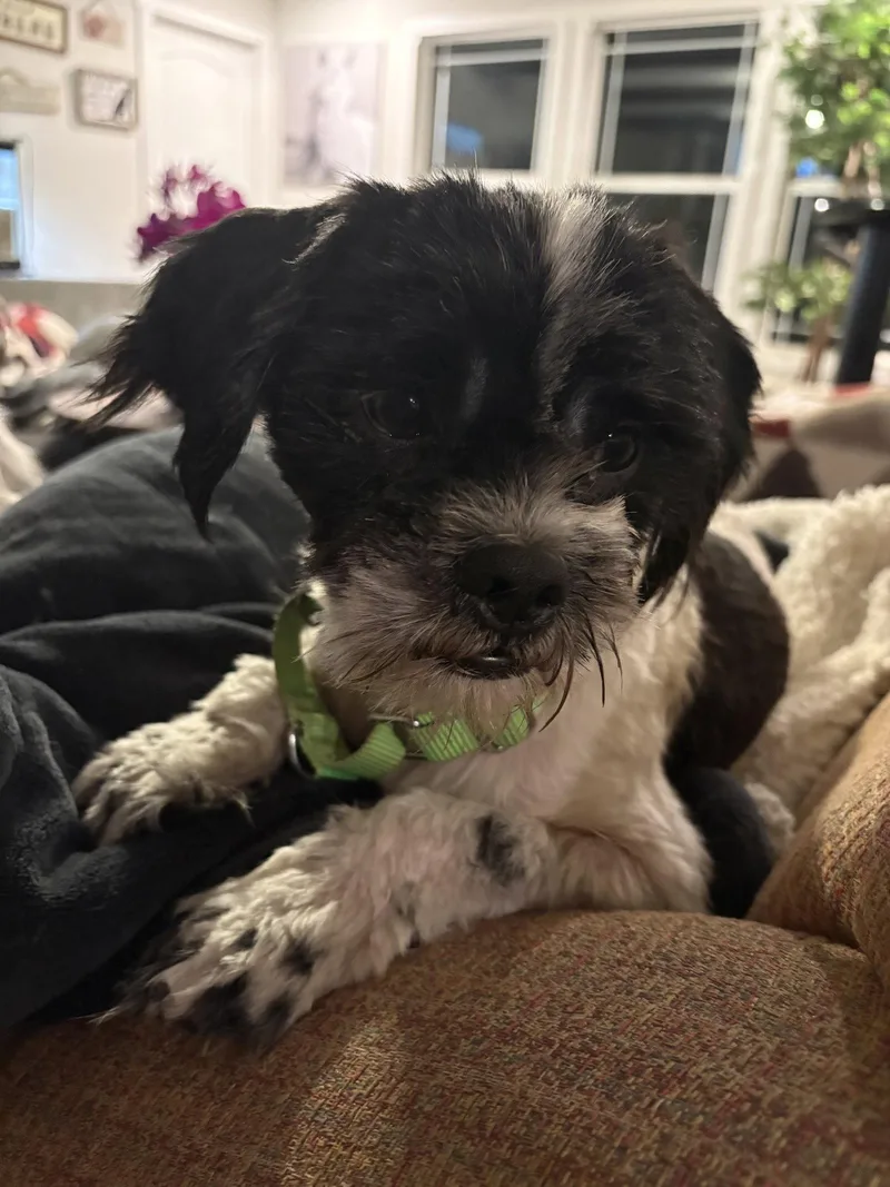 An adult small-sized male Shih Tzu dog named Craig for adoption in Mount Pleasant, SC