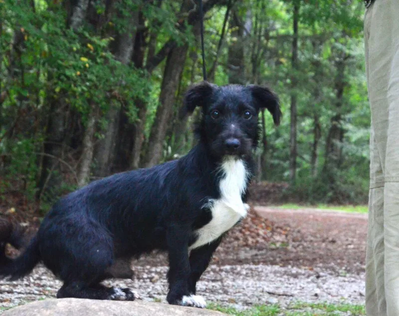 A young small-sized male Tricolor (Brown, Black, & White) Terrier dog named Sox for adoption in Willingboro, NJ