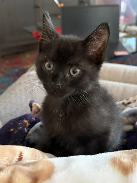 A baby medium-sized male Black Domestic Short Hair cat named Mousey for adoption in Lauderhill, FL