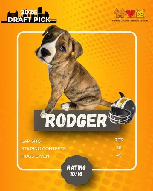 A baby small-sized male German Shepherd Dog dog named Rodger for adoption in Aliquippa, PA
