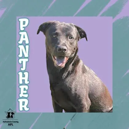 An adult medium-sized male Black Mixed Breed dog named Panther for adoption in Ashtabula, OH