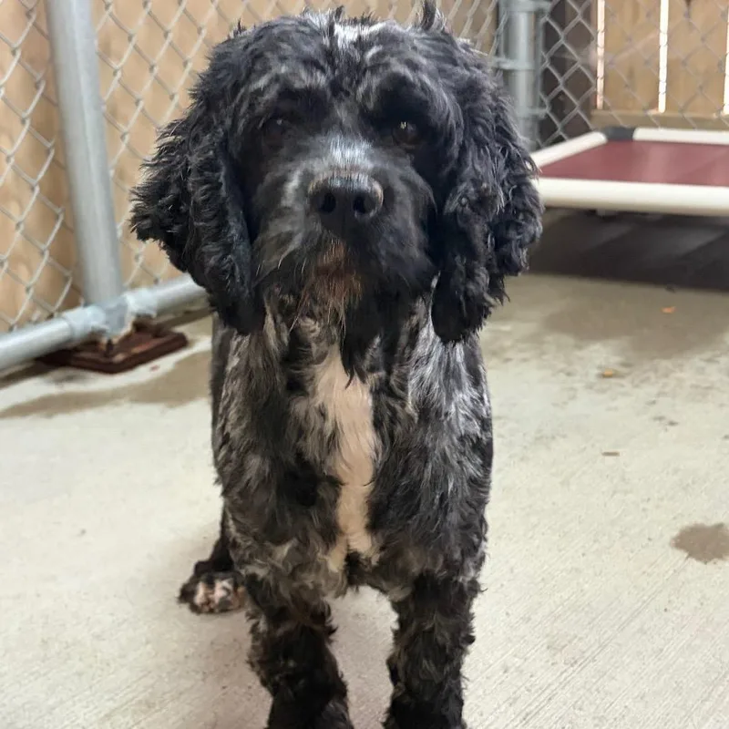A senior medium-sized female Cocker Spaniel dog named Stream for adoption in Delaware, OH