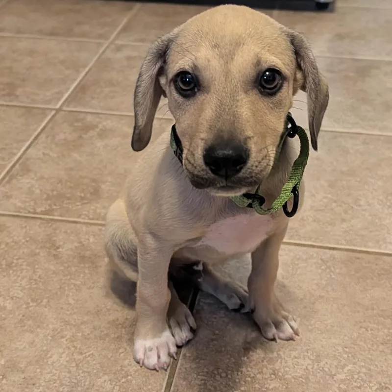 Tucker