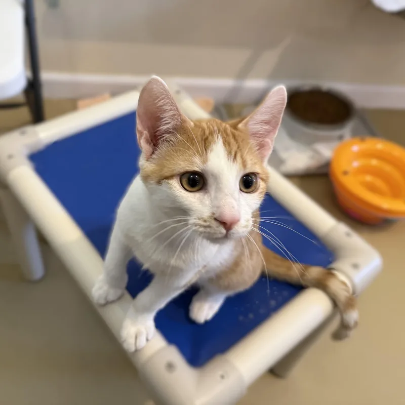 A baby medium-sized male White Domestic Short Hair cat named Cantaloupe for adoption in La Crescent, MN