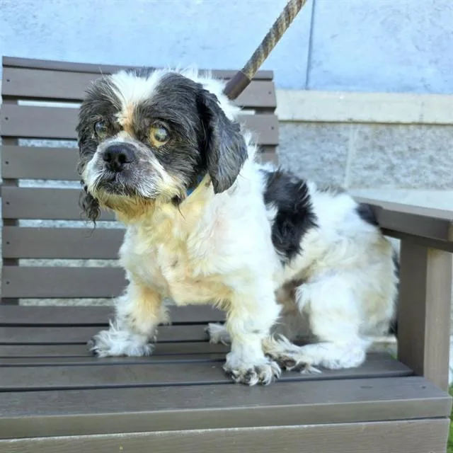 A senior small-sized male Shih Tzu dog named Cedric for adoption in Long Beach, CA
