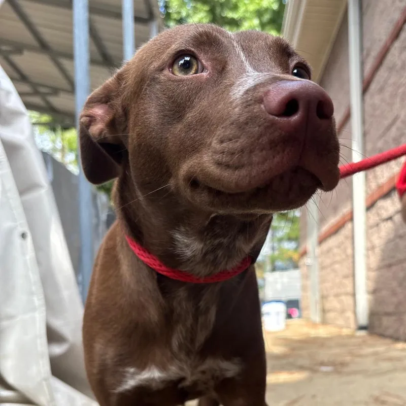 A young medium-sized female Brown / Chocolate Pit Bull Terrier dog named Zoe for adoption in Birmingham, AL