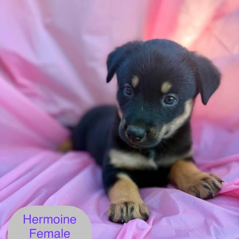 Hermoine