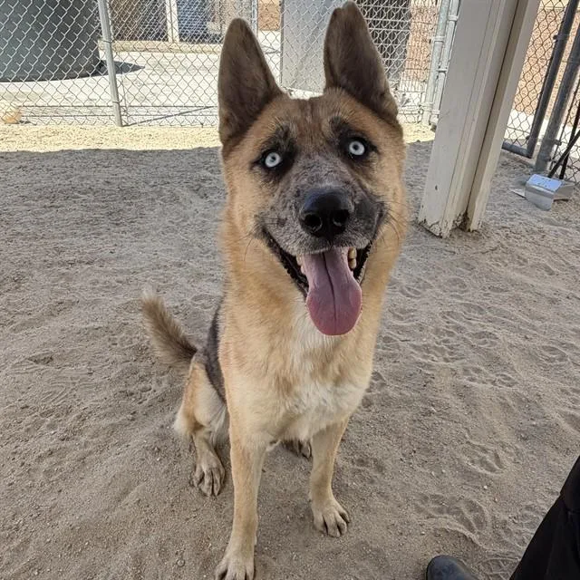 An adult medium-sized male Shepherd dog named Cowboy for adoption in Thousand Palms, CA