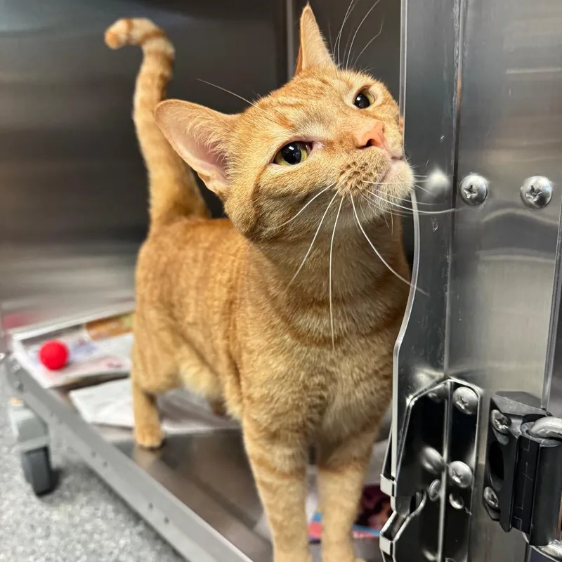 An adult large-sized male Orange / Red Domestic Short Hair cat named Guacamole for adoption in Hendersonville, NC