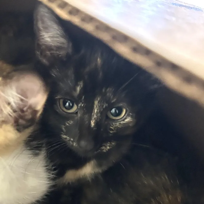 A baby small-sized female Black Domestic Short Hair cat named Carolyn for adoption in Wheeling, IL