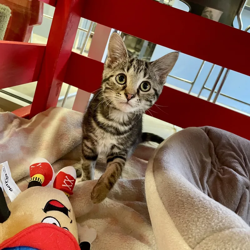 A baby small-sized female Tabby (Brown / Chocolate) Domestic Short Hair cat named Lilly for adoption in Columbus, IN