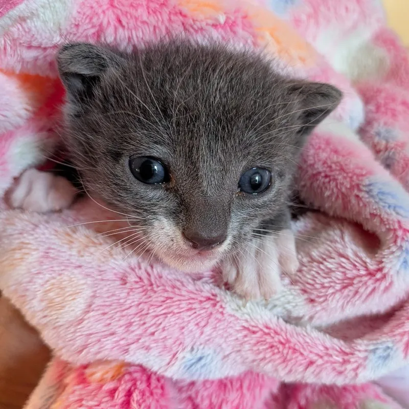 A baby small-sized male Gray / Blue / Silver Domestic Short Hair cat named Bean for adoption in West Palm Beach, FL