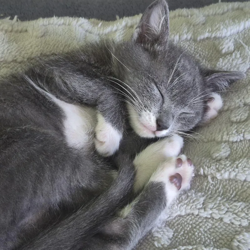 Bean thumbnail 3
