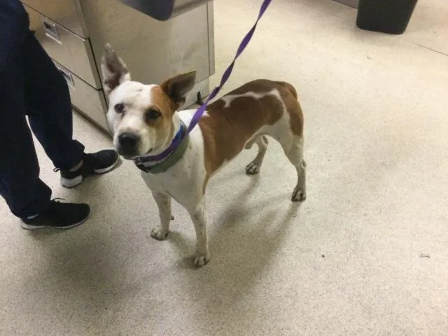 A young large-sized male Pit Bull Terrier dog named Pop for adoption in Riverside, CA