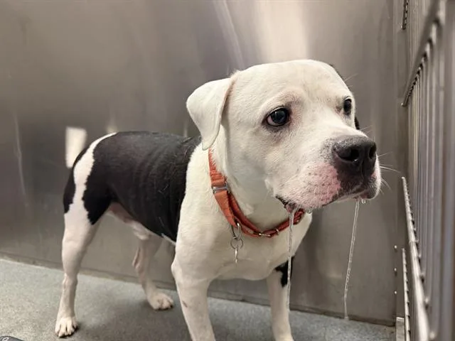 An adult large-sized male Mixed Breed dog named Gumbo for adoption in Dallas, TX