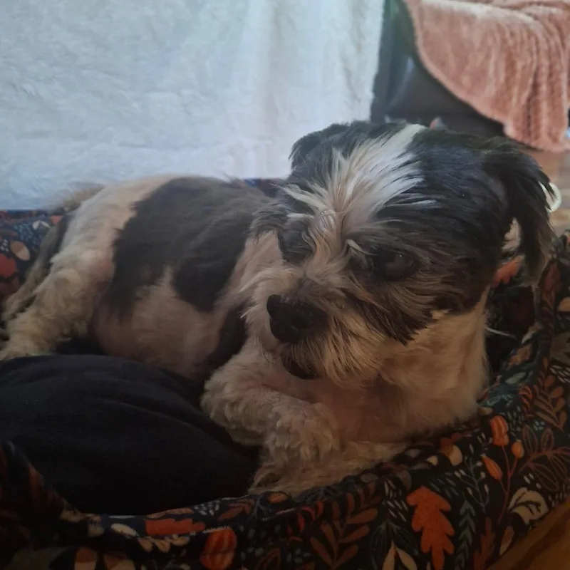A senior small-sized female White / Cream Shih Tzu dog named Mitzi for adoption in Tunkhannock, PA
