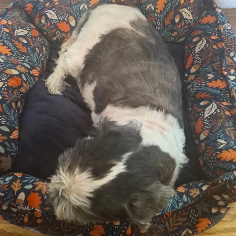 Mitzi thumbnail 3