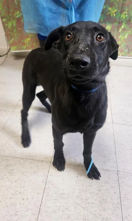 An adult medium-sized female Labrador Retriever dog named Carmen San Diego for adoption in San Antonio, TX