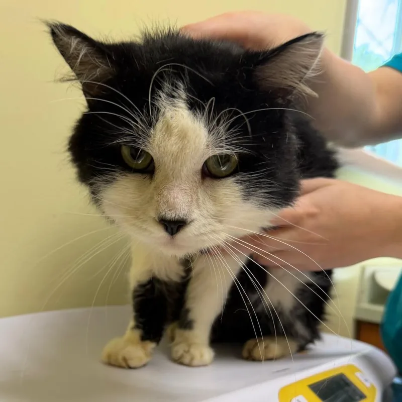 An adult medium-sized male Black Domestic Long Hair cat named Brandon for adoption in Wilmington, DE