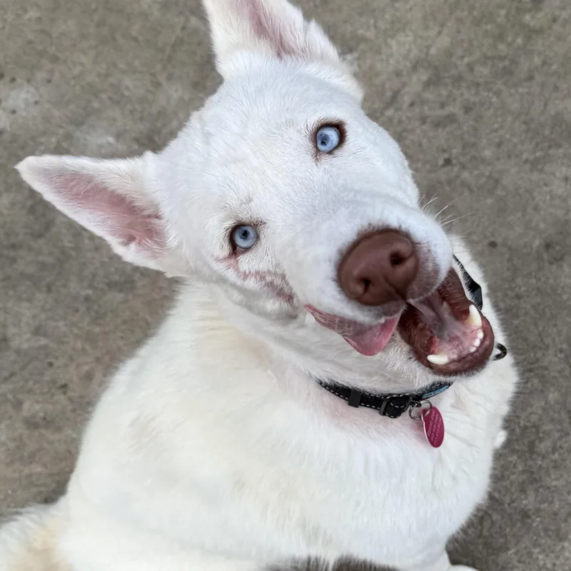 An adult medium-sized female Siberian Husky dog named Snow for adoption in York, PA