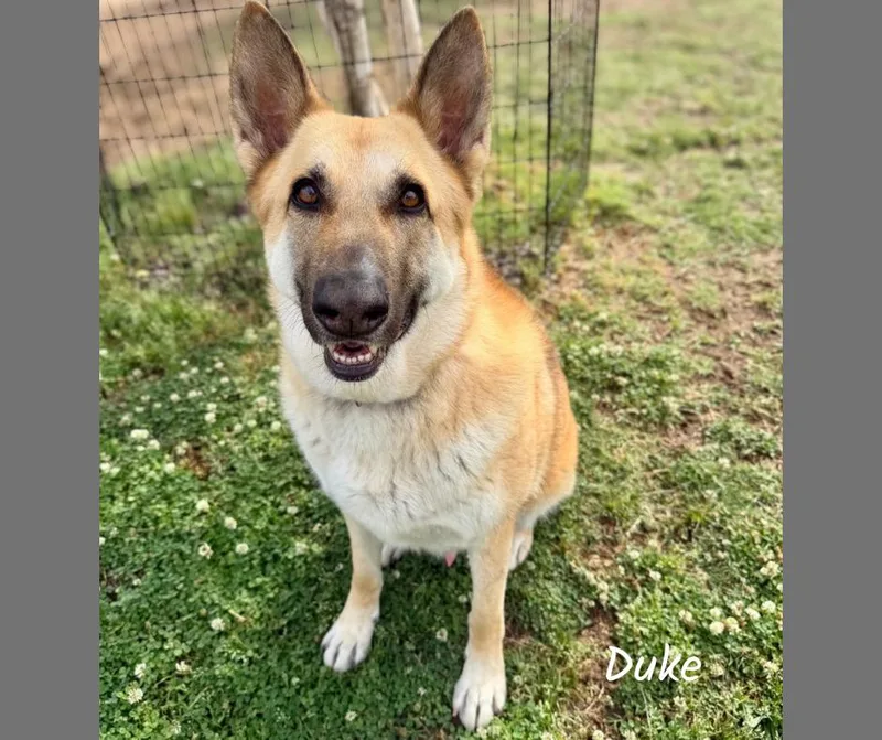 An adult extra large-sized male Apricot / Beige German Shepherd Dog dog named Duke for adoption in Shreveport, LA