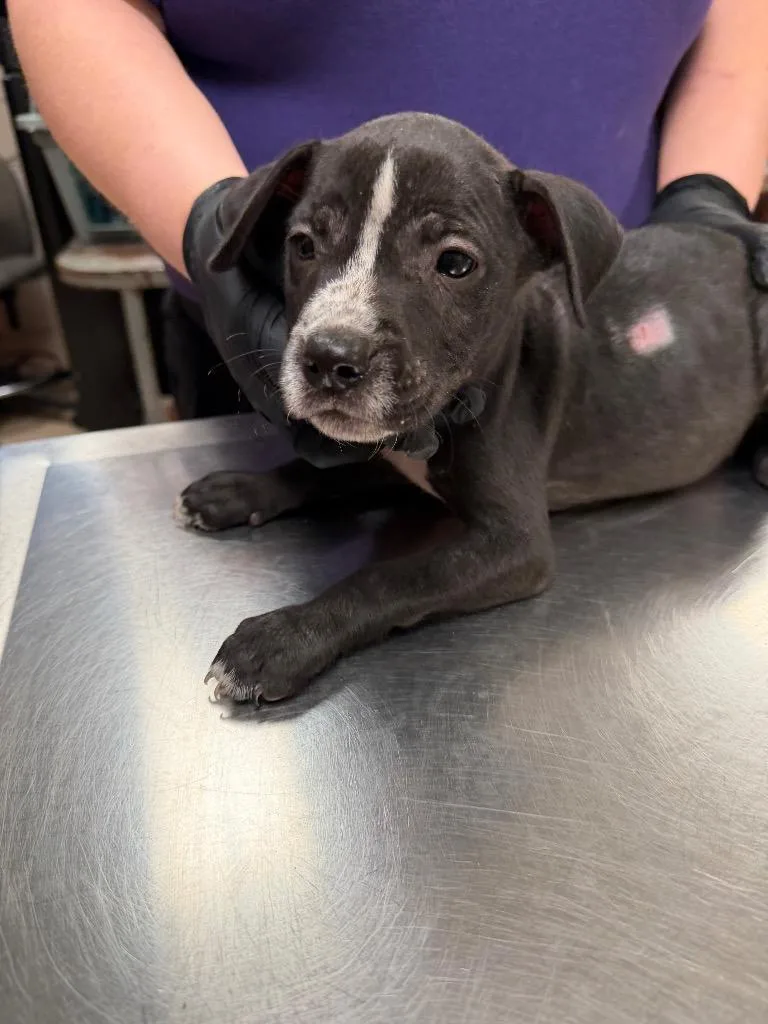 A baby small-sized female Mixed Breed dog named Gabriella for adoption in Bossier City, LA