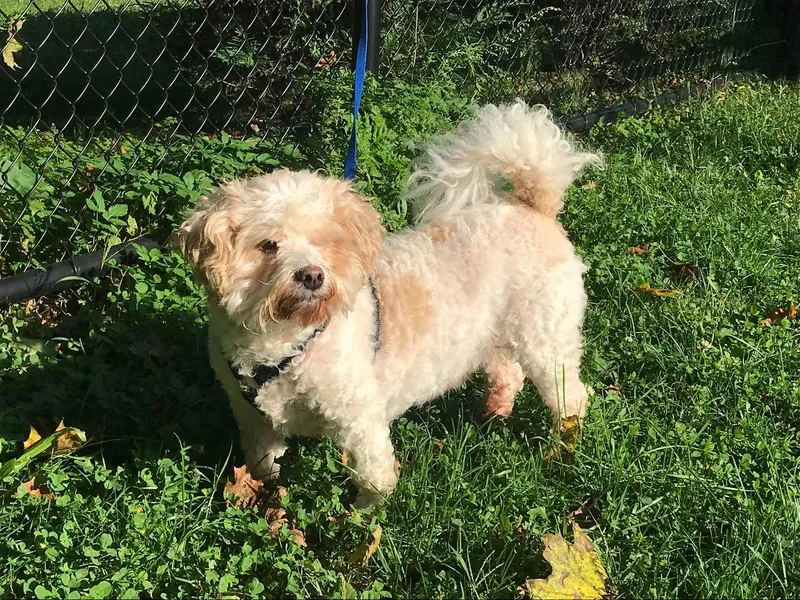 An adult small-sized male Miniature Poodle dog named Max for adoption in Milton, MA