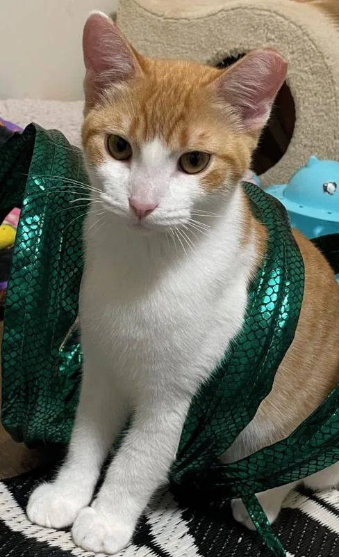 A young small-sized male Orange & White Domestic Short Hair cat named Obi for adoption in Sunnyvale, CA