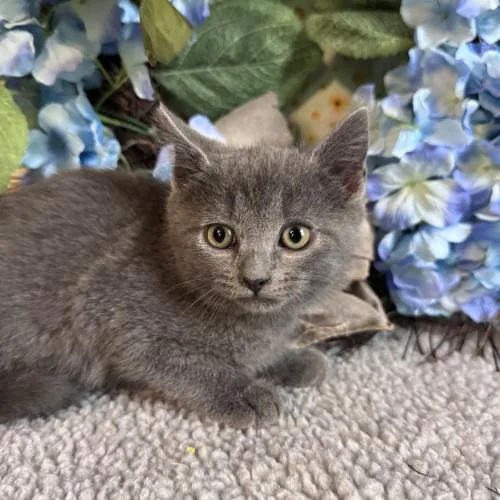 A baby small-sized male Gray / Blue / Silver Domestic Short Hair cat named Tum Tum Tree for adoption in Toms River, NJ