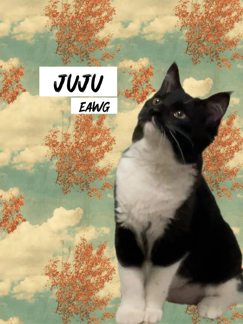 JuJu Bean thumbnail 2