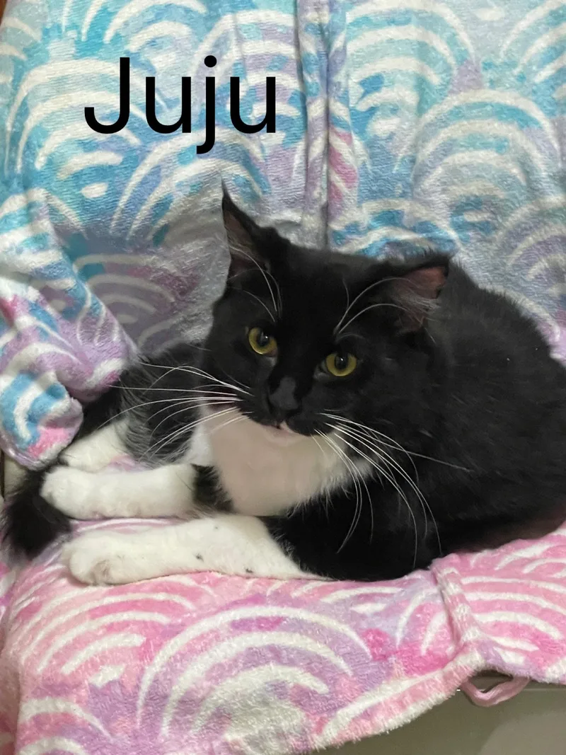 JuJu Bean thumbnail 3