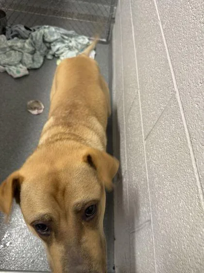 A young large-sized male Mixed Breed dog named Arez for adoption in Sevierville, TN