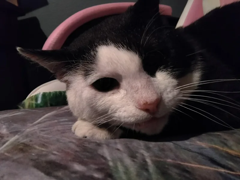 An adult medium-sized male Black & White / Tuxedo Domestic Short Hair cat named Phantom for adoption in Overland Park, KS