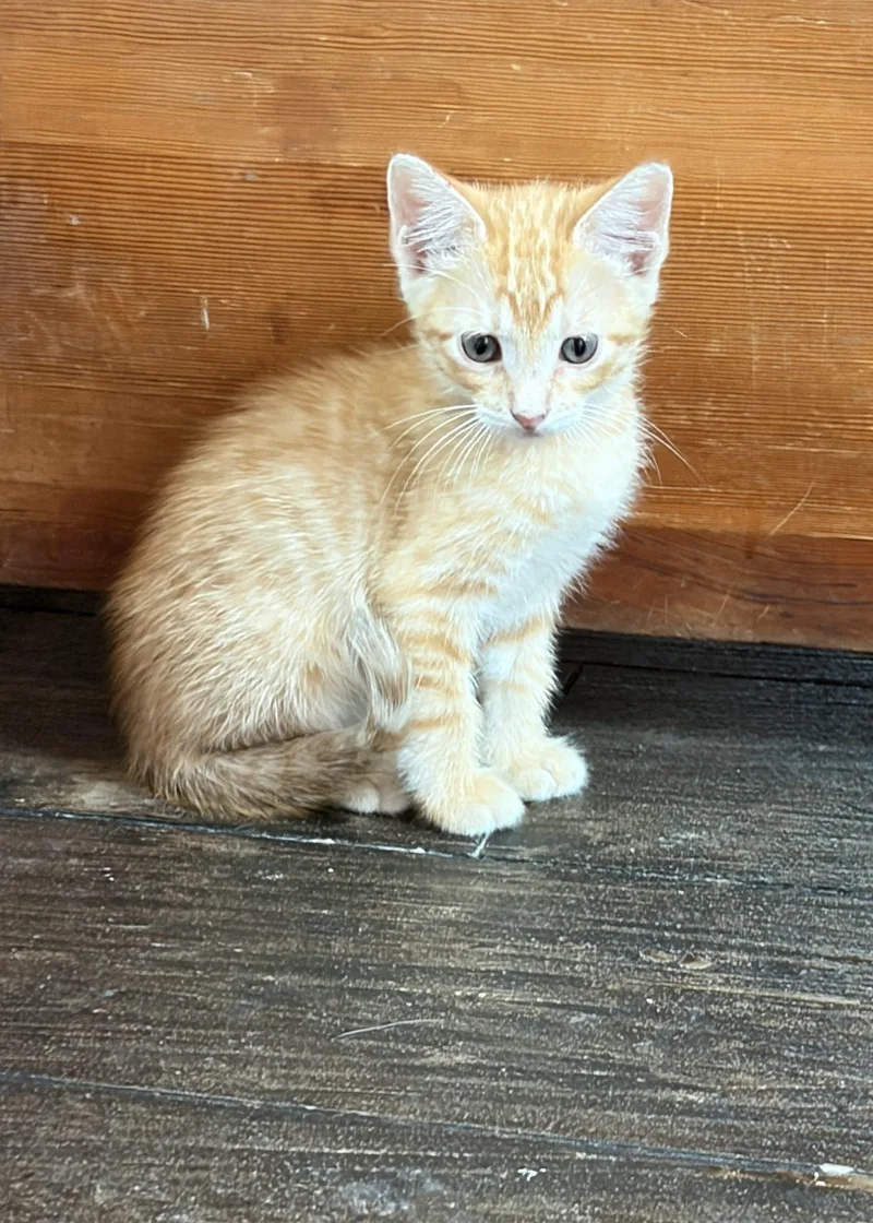 A baby small-sized male Tabby cat named Moore for adoption in Paulina, LA