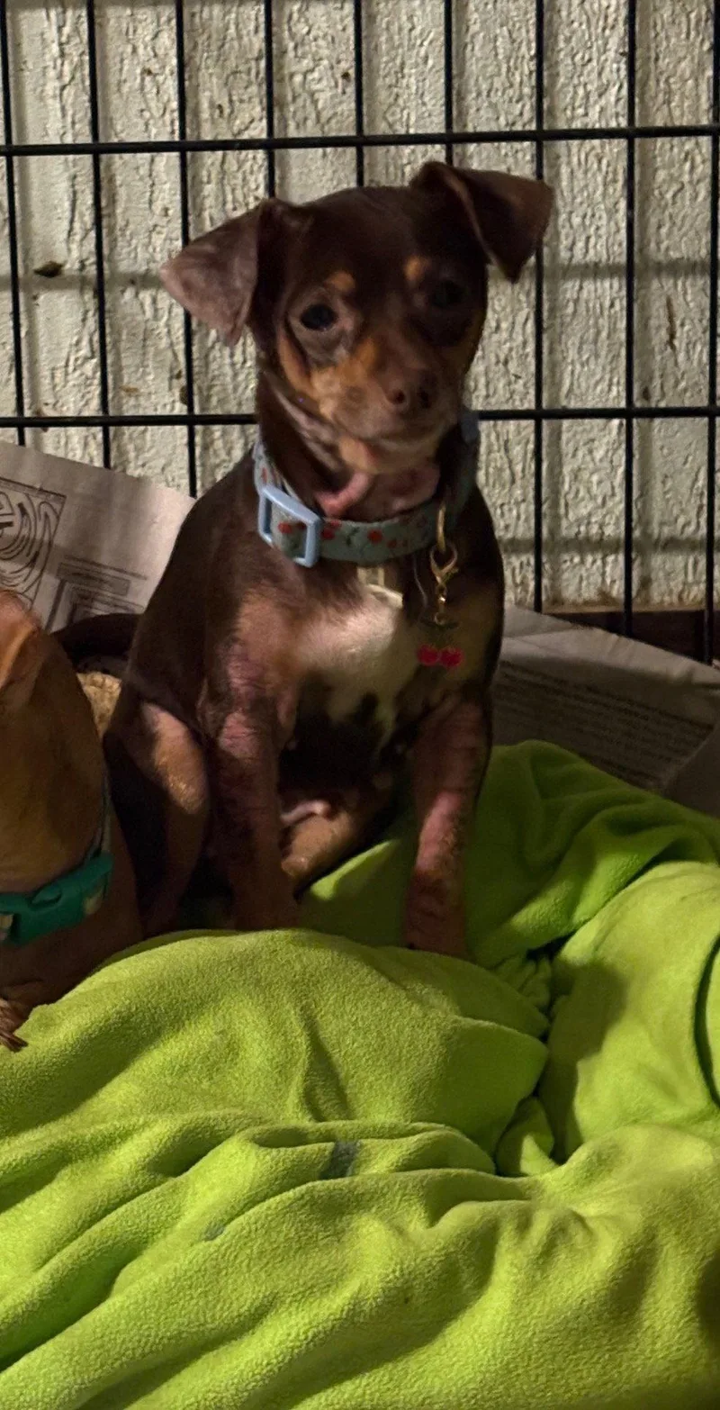 An adult medium-sized female Chihuahua dog named Lulu for adoption in Mentone, CA