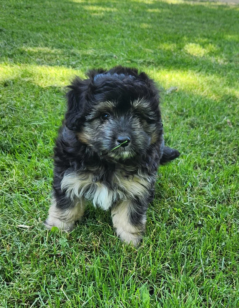 A baby small-sized male Tricolor (Brown, Black, & White) Aussiedoodle dog named Froggy for adoption in Liberty Center, OH