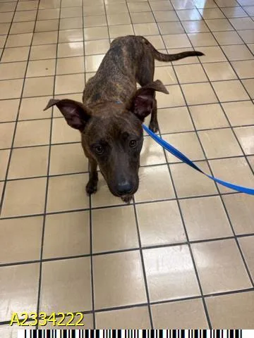 A young medium-sized female Mixed Breed dog named Mckenna for adoption in West Palm Beach, FL