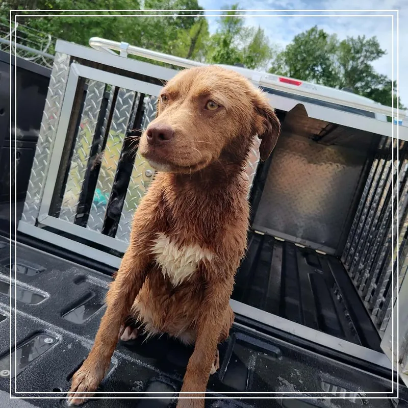 A baby small-sized female Brown / Chocolate Labrador Retriever dog named Cookie for adoption in Lyons, GA